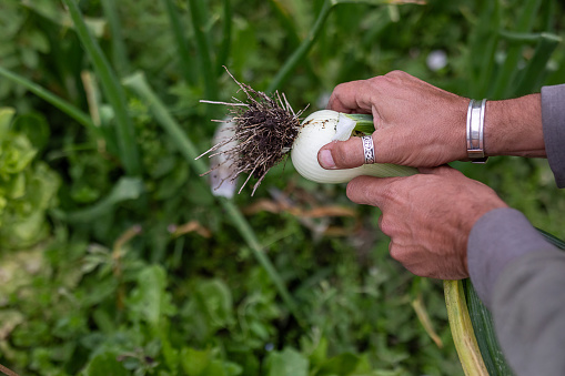 Male environmentalist harvesting vegetables at urban farm - Buenos Aires - Argentina