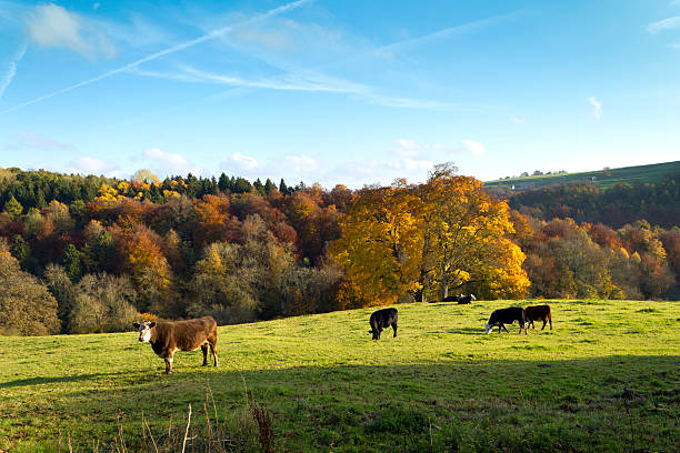 istock Scenic Cotswolds - Autumn colour 185099300