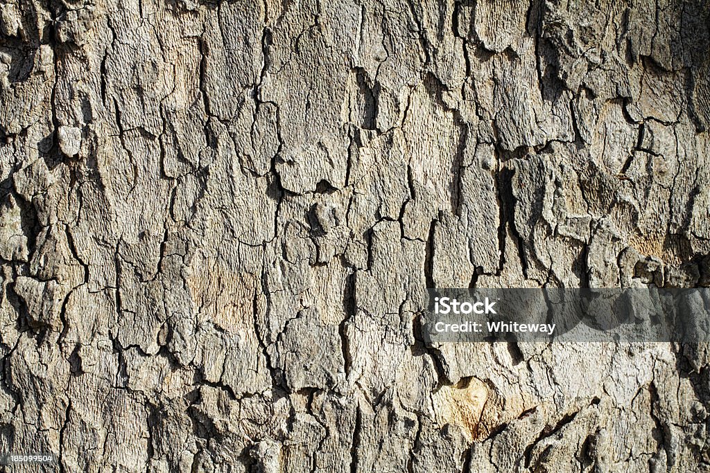 Em tons suaves com design especial casca de árvore de Londres - Foto de stock de Arte royalty-free