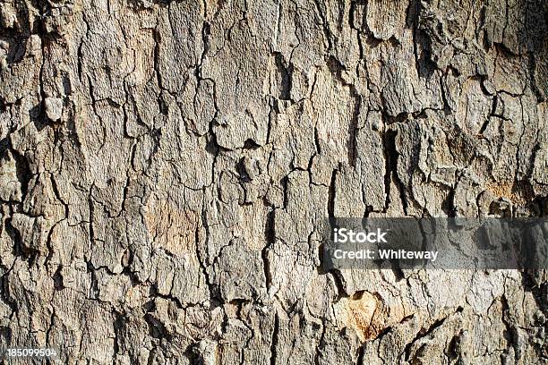 Мягких Тонах Контурной Plane Tree Bark Of London — стоковые фотографии и другие картинки Без людей - Без людей, Горизонтальный, Дерево