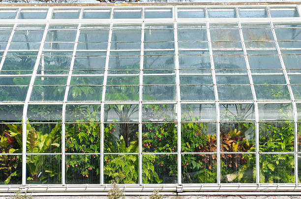 istock Condensation on glass from plants in conservatory 185099626