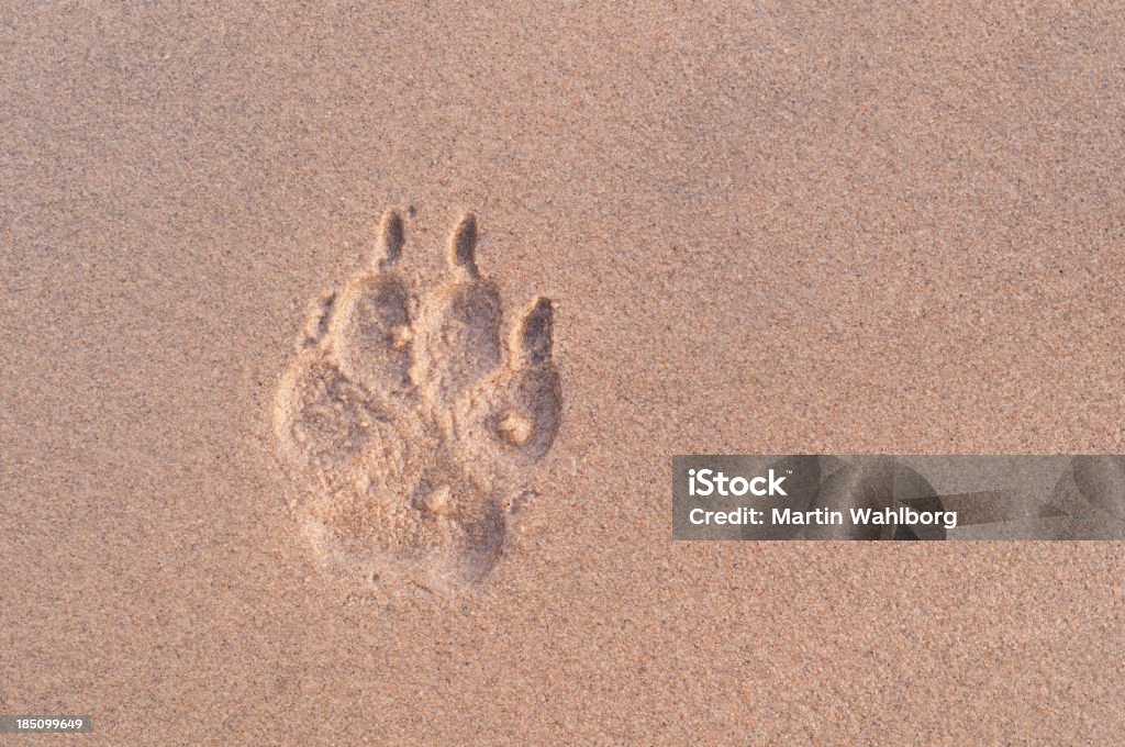 Chien paw print dans le sable au crépuscule - Photo de Chien libre de droits