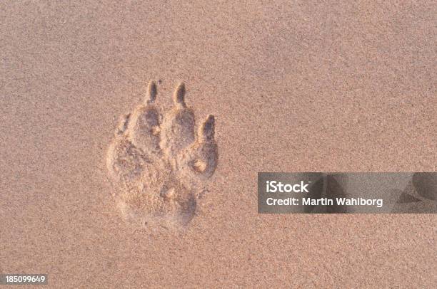 Photo libre de droit de Chien Paw Print Dans Le Sable Au Crépuscule banque d'images et plus d'images libres de droit de Chien - Chien, Empreinte de pattes animales, Empreinte de pas