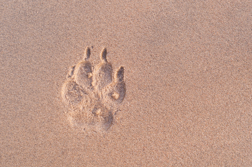 Dog paw print on the beach in evening light.