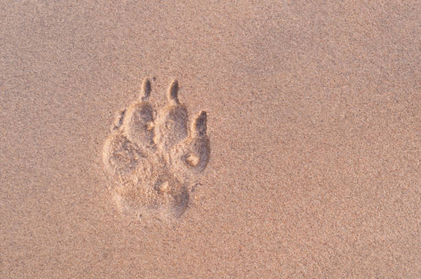 pies łapa wydruku w piasek w zmierzch - dog paw print beach footprint zdjęcia i obrazy z banku zdjęć