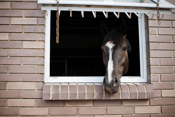 istock Horse looking from the window of a stable 185099652