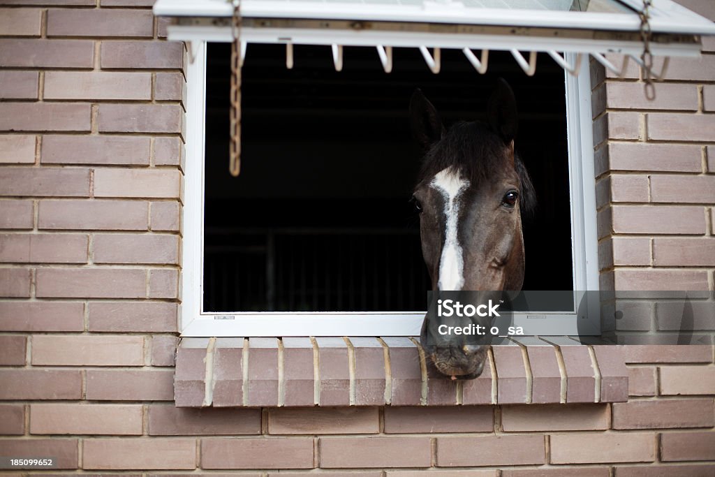 Cavalo olhando pela janela de um estável - Foto de stock de Aberto royalty-free