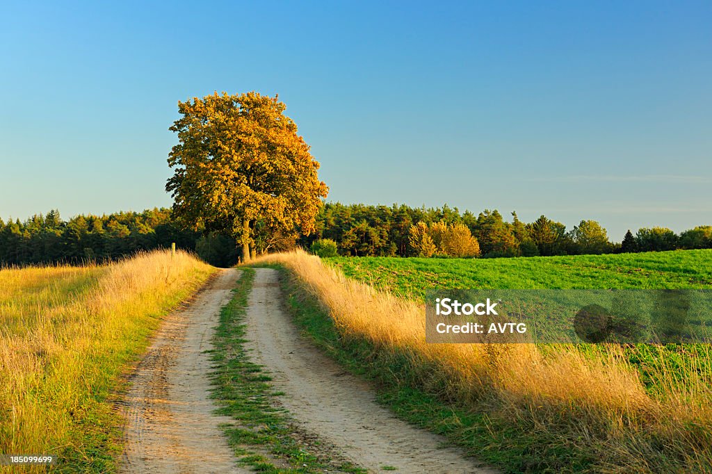 農村景観、農業 Road 秋までフィールドや森林 - Horizonのロイヤリティフリーストックフォト
