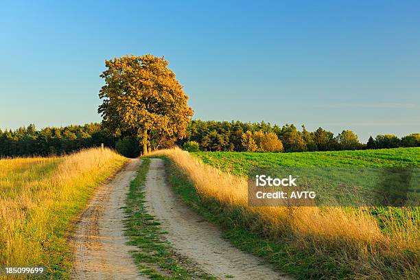 農村景観農業 Road 秋までフィールドや森林 - Horizonのストックフォトや画像を多数ご用意 - Horizon, イネ科, オークの木