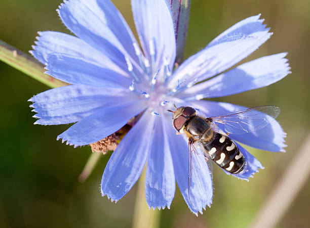 azul-garrafa - cuspidate - fotografias e filmes do acervo