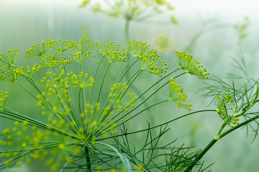 Large inflorescence of dill plant on blurred green background for publication, design, poster, calendar, post, screensaver, wallpaper, banner, cover, website. High quality photography