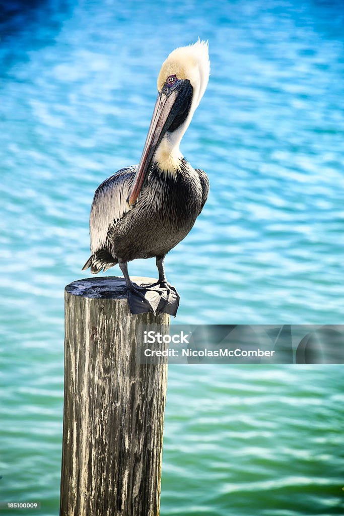 Pelikan wznosi się na molo piling - Zbiór zdjęć royalty-free (Ameryka Północna)