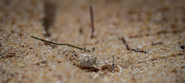 small fiddler crab on the sand, Sesarma  mederi, MEDER, MANGROVE CRAB