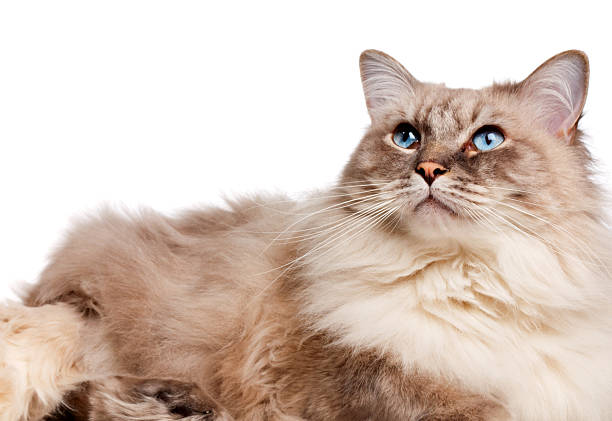 Close-up studio shot of a three-year old male Ragdoll cat. White background.