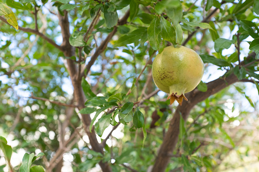 Ripening pomegranate grow on a branch, close-up. Unripe pomegranate growing on tree for publication, poster, calendar, post, screensaver, wallpaper, cover. High quality photography