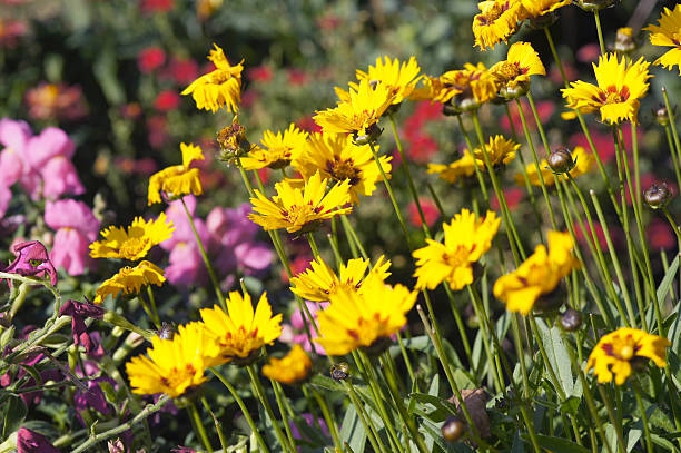 istock Girl eye flowers 185100301