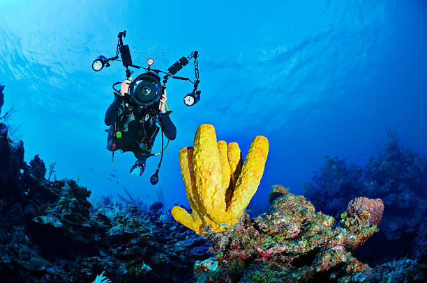 photographe sous-marin - scuba diving flash photos et images de collection