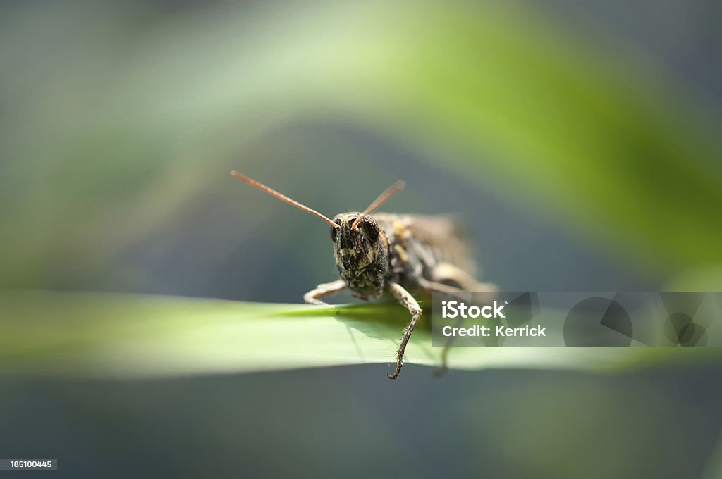 Heuschrecke Blick in die Kamera. - Lizenzfrei Blick in die Kamera Stock-Foto