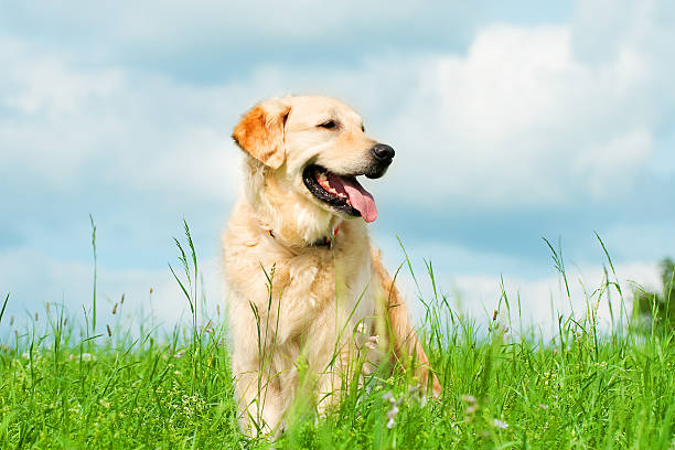 golden retriever auf einer wiese - retriever golden retriever dog happiness stock-fotos und bilder