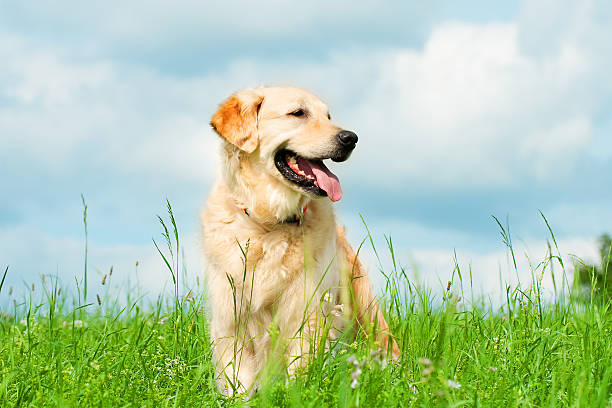 golden retriever en un prado - golden retriever dog retriever waiting fotografías e imágenes de stock