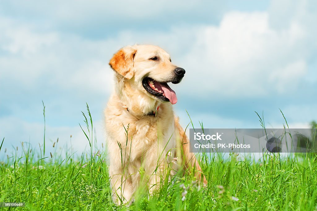 Golden Retriever on a meadow Golden Retriever sitting on a meadow Dog Stock Photo