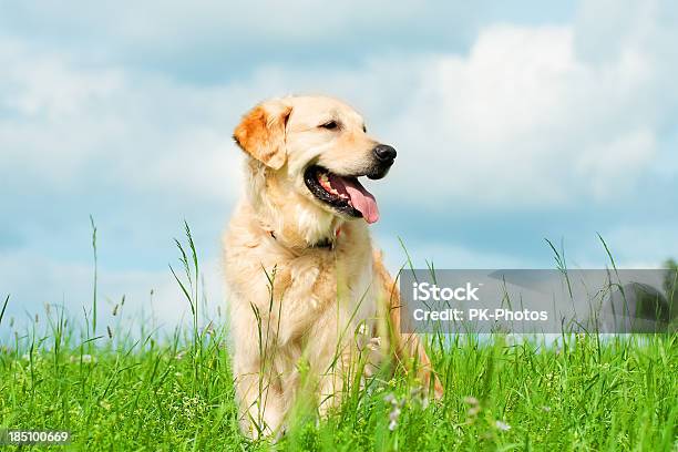 Golden Retriever On A Meadow Stock Photo - Download Image Now - Dog, Happiness, Golden Retriever