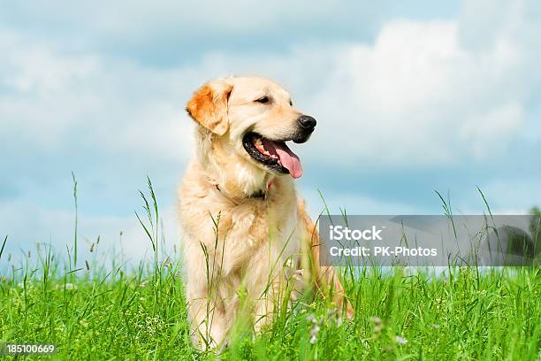 Złoty Retriever Na Łąka - zdjęcia stockowe i więcej obrazów Pies - Pies, Szczęście, Golden retriever