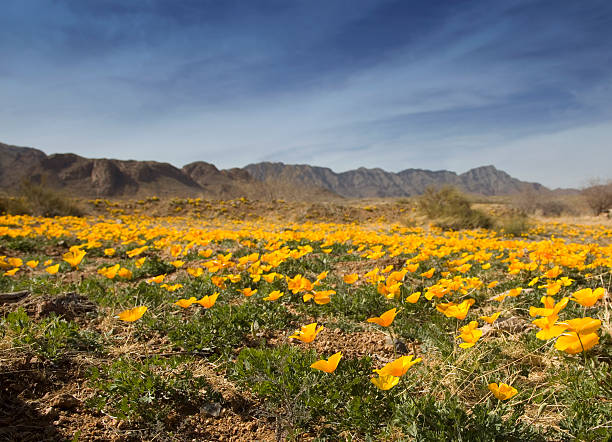 Field of Poppies "Mexican Golden poppies bloom  in the Southwestern, Chihuahuan desert with mountains in background." el paso texas photos stock pictures, royalty-free photos & images