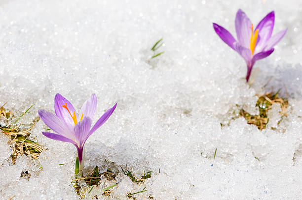 istock Two Early Spring Crocuses in Thawing Snow and Ice 185100802