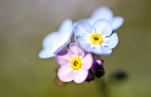 istock Blue and pink forget me not 185100827