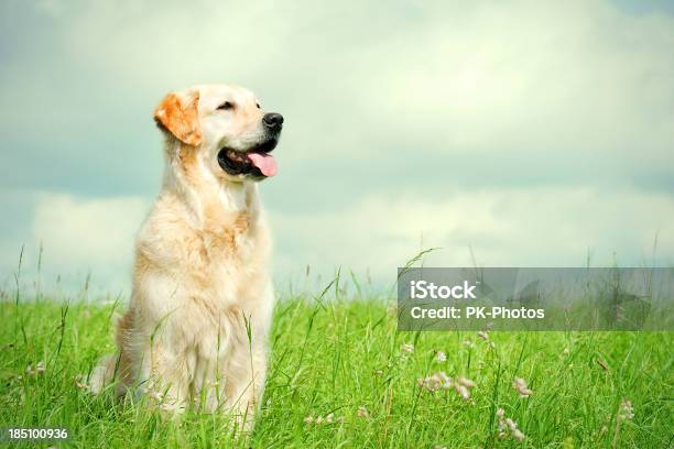 Golden Retriever Su Un Prato - Fotografie stock e altre immagini di Cane - Cane, Erba, Golden Retriever