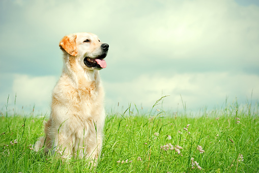 Golden Retriever sitting on a meadow - copy space
