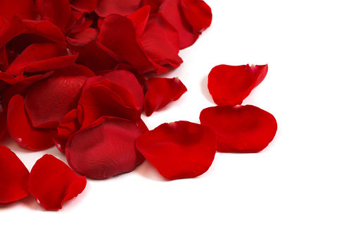 Red Rose Petals On White