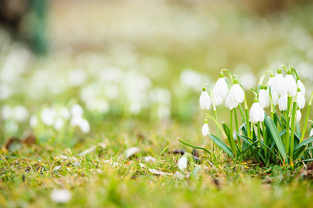 Snowdrops Snowdrops in morning sun leucojum vernum stock pictures, royalty-free photos & images