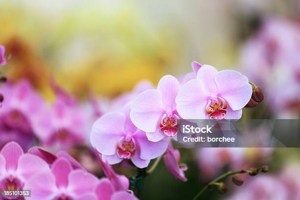 Orchidee Rosa - Fotografie stock e altre immagini di Orchidea - Orchidea, Esotismo, Fiore