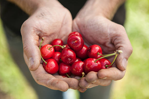Double Handful of Freshly Picked Organic Red Cherries