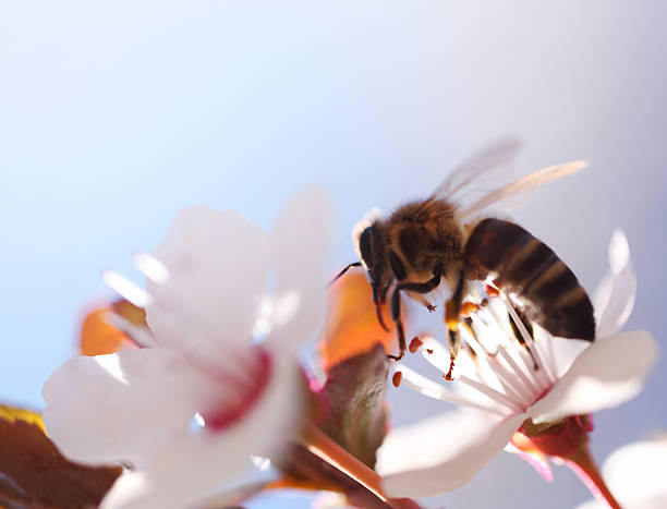 istock Honey bee on a herry flower. 185101770