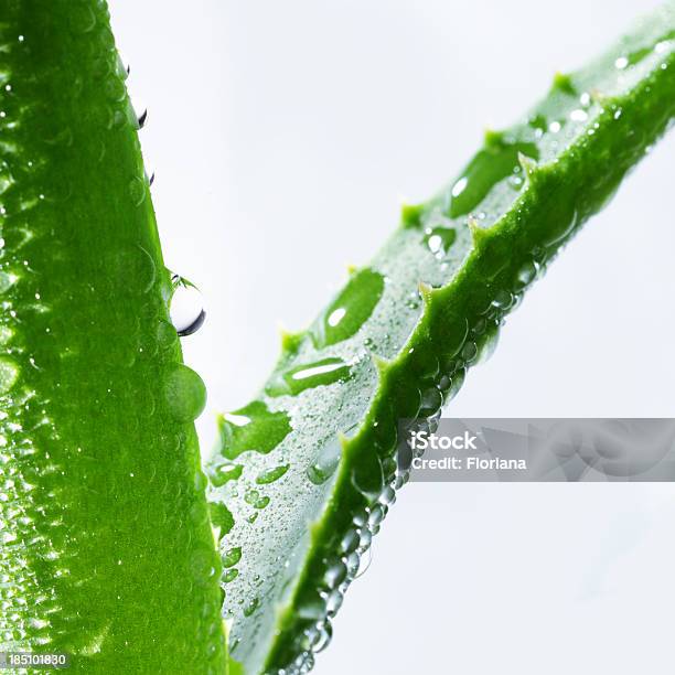 Aloes - zdjęcia stockowe i więcej obrazów Aloes zwyczajny - Aloes zwyczajny, Żel z aloesu, Neutralne tło