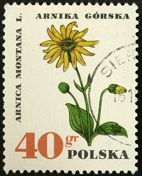 istock Arnica montana, wolf bane wildflower 185101865