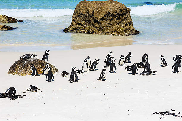 istock African Penguins Boulders Beach Colony Cape Town 185101874