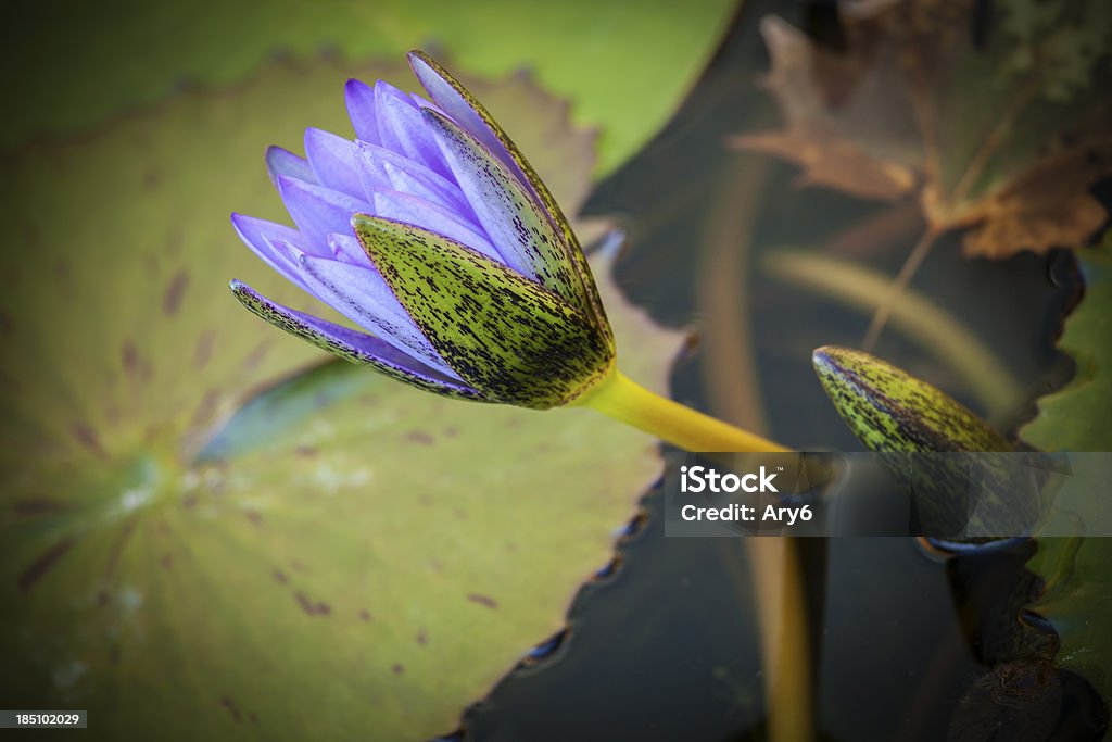 Ninfea fiore primo piano - Foto stock royalty-free di Aiuola