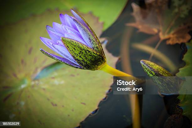 Ninfea Fiore Primo Piano - Fotografie stock e altre immagini di Aiuola - Aiuola, Ambientazione esterna, Bellezza naturale