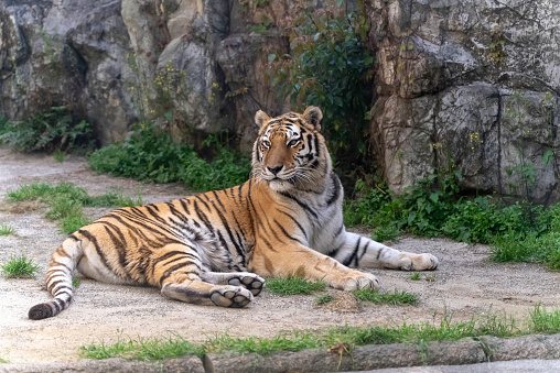 The tiger is known as the king of beasts. No matter what posture it is, it is majestic-looking.