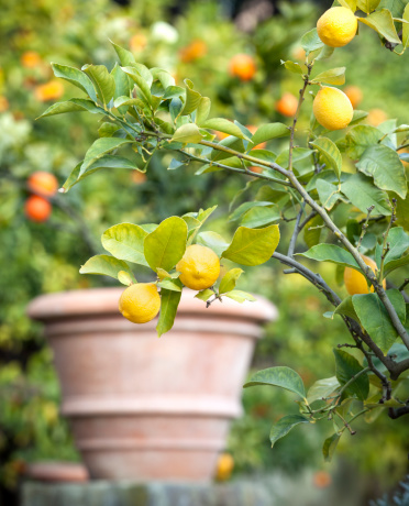 Yellow citrus lemon fruit and green leaves in a old city centre of Valencia, Spain. Citrus Limon grows on a tree branch, close up. Decorative citrus lemon