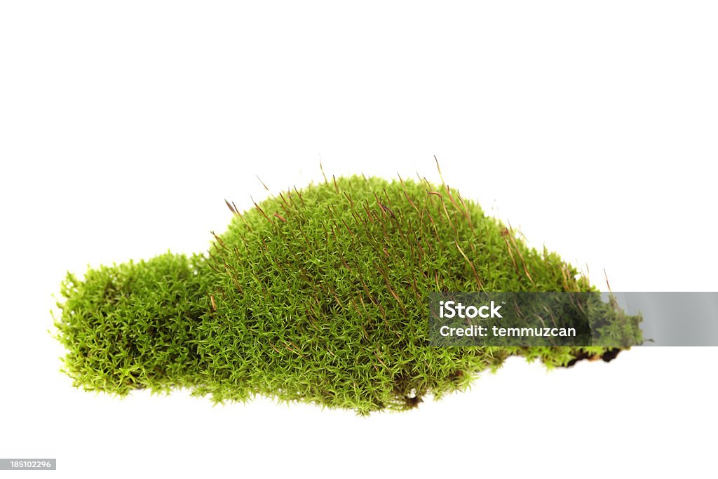 Moss - Photo de Mousse végétale libre de droits