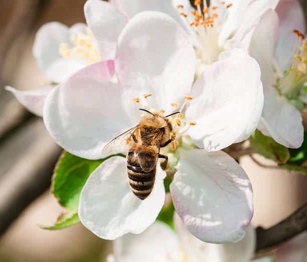 istock Honey bee gathering pollen from  feeding on plumb tree flower 185102476