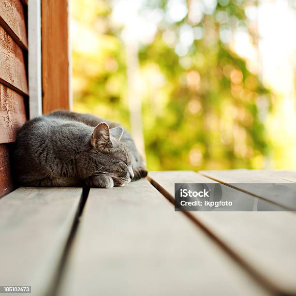 Cat Durmiendo Al Aire Libre Foto de stock y más banco de imágenes de Felino salvaje - Felino salvaje, Perro, Aire libre