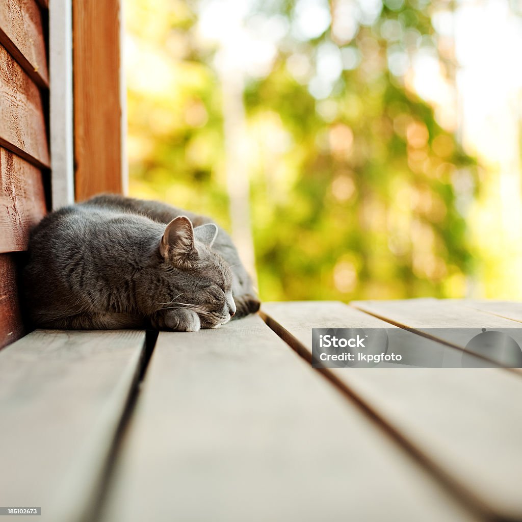 Chat dormir à l'extérieur - Photo de Chien libre de droits