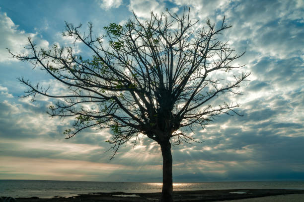 The sunrise on Gili Island looks like trees with fallen leaves and dramatic clouds