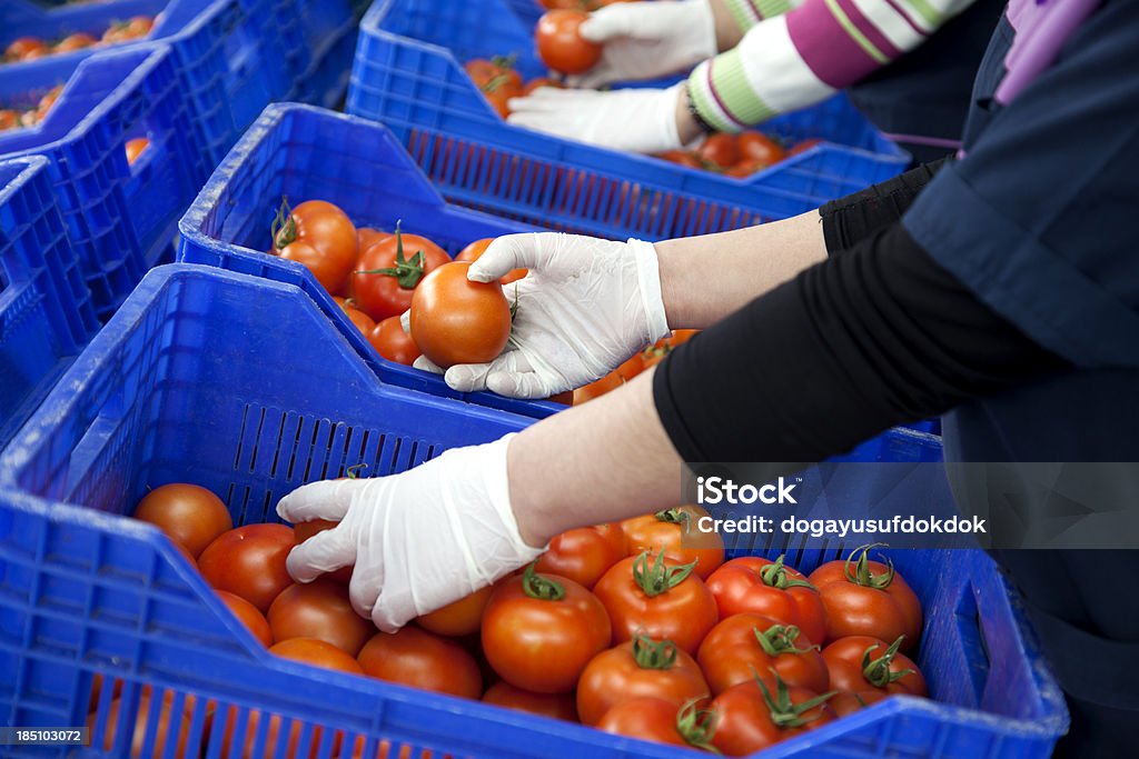 Os tomates - Royalty-free Agricultura Foto de stock